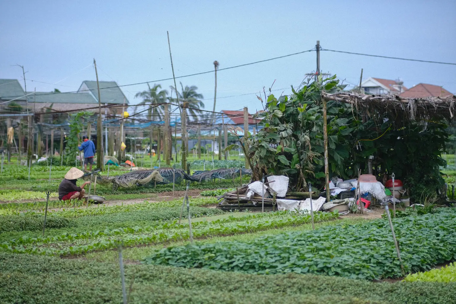 A farmer tending vegetable beds in Vietnam