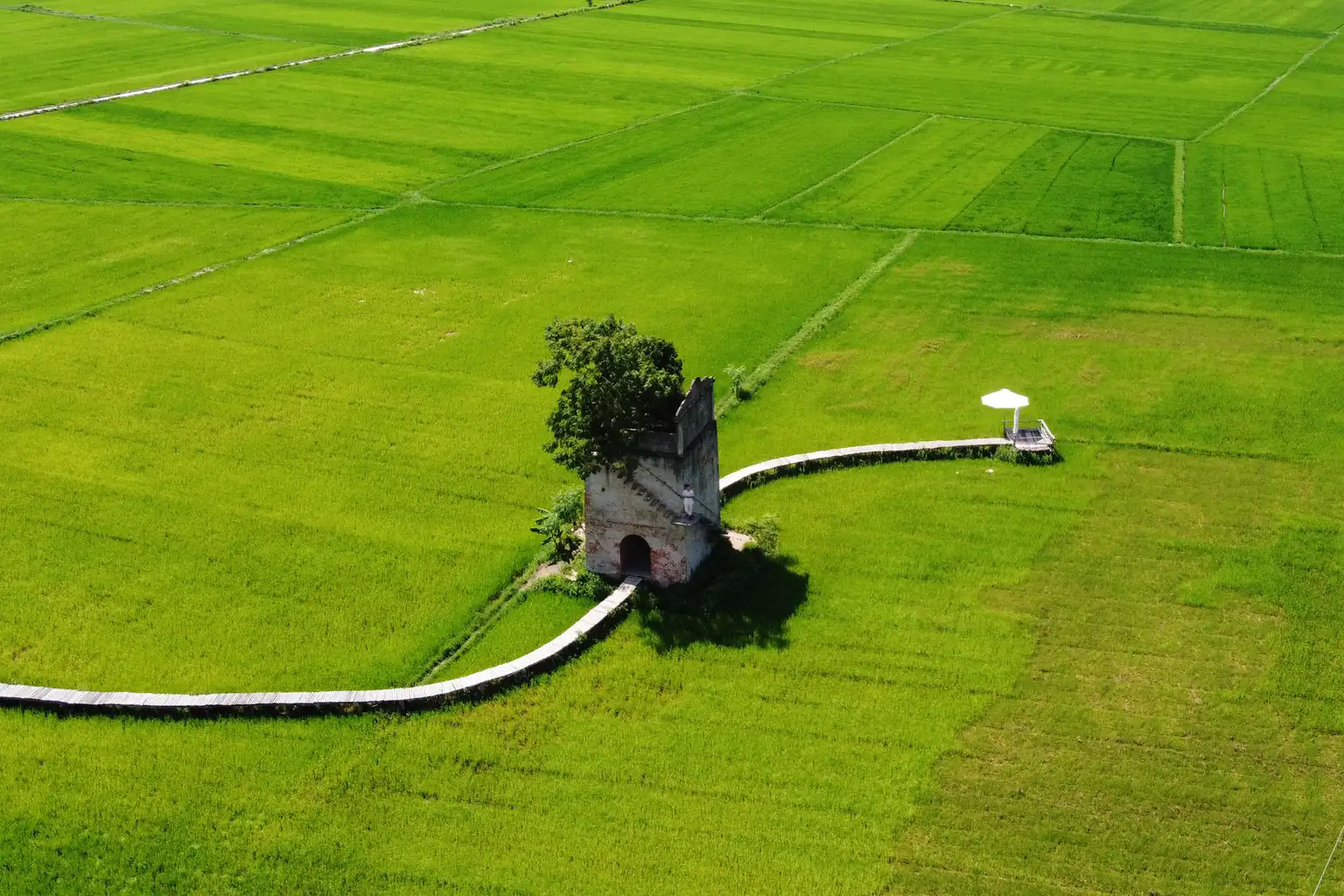 Aerial view of an old brick tower with a tree on top in the middle of green rice fields